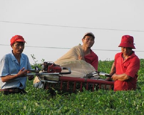 宜兴张渚掠影，看机采茶