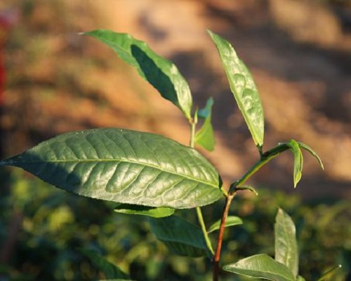 新年勐库茶山行——勐库