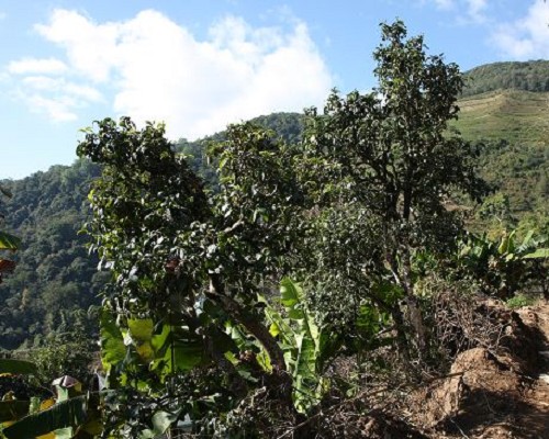 新年勐库茶山行——冰岛古茶树