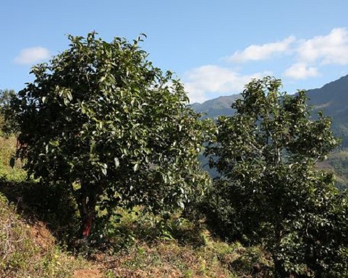 新年勐库茶山行——冰岛大树茶